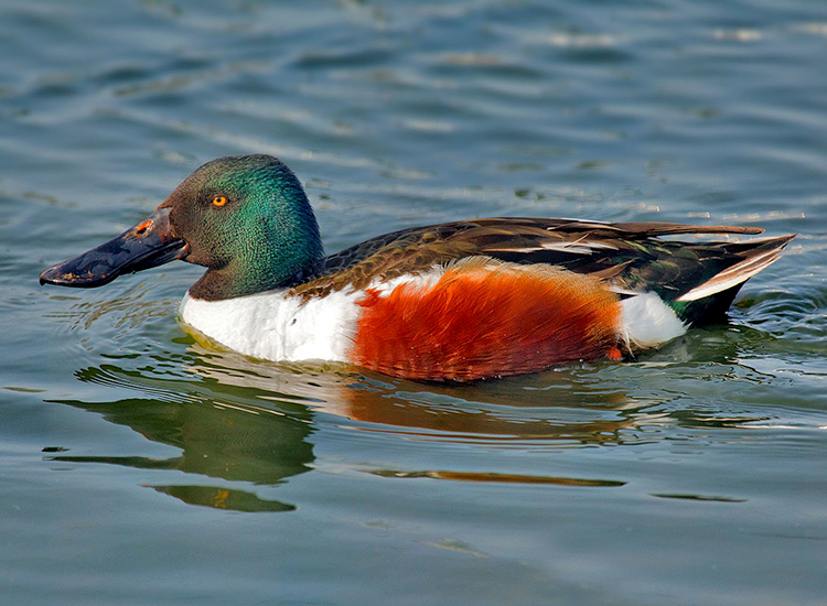 Птицы Кипра